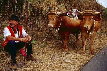 Man with oxen, Romeria, La Orotava, TenerifÃˆ, Canary Islands, Spain