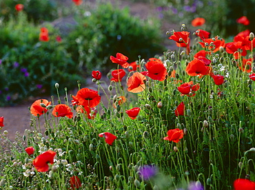 Poppies, San Andres, El Hierro, Canary Islands, Spain