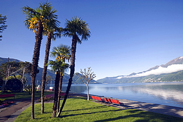 Palms growing at lakeshore of Lake Maggiore, Ascona, Ticino, Switzerland