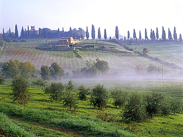 Country house, cypresses, olive trees near San Quirico d'Orcia, Val dÂ¥Orcia, Tuscany, Italy