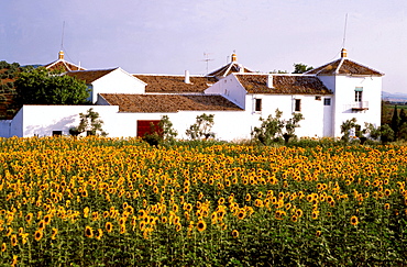 Sunflowers in front of Finca, Andalusia, Spain