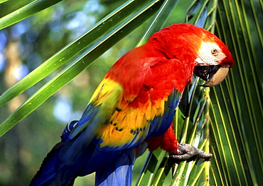 Scarlet macaw Ara macao Costa Rica