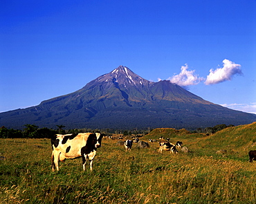 Cows, Mt. Taranaki, Mount Egmond National Park, New Zealand