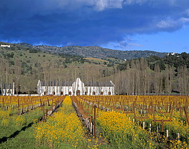 Winegrowing, Nappa Valley, USA