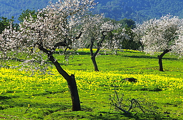 Europe, Spain, Majorca, near Selva, blooming almond trees