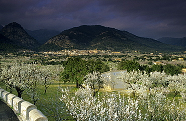 Europe, Spain, Majorca, near Selva, blooming almond trees