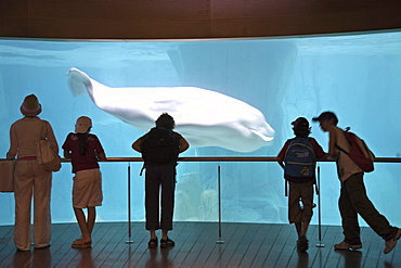 Beluga whales in the arctic house in L'Oceanografic, Valencia, Spain