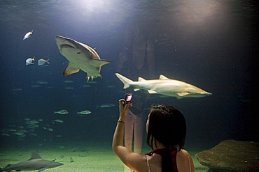 underwater tunnel, sharks, L'Oceanografic, Valencia, Spain