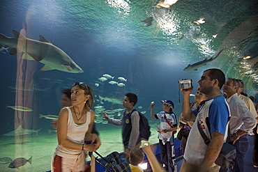 underwater tunnel, sharks, L'Oceanografic, Valencia, Spain