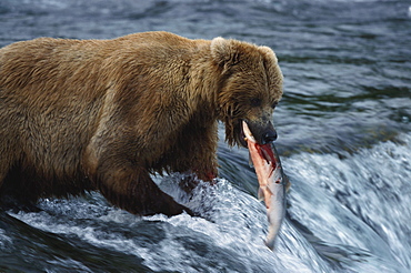 Brown bears, Grizzly, Ursus Arctos with salmon, Brooks River Falls, Katmai National Park, Alaska, USA