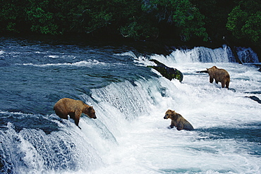 Brown bears, Grizzlies at Brooks River Falls, Katmai National Park, Alaska, USA