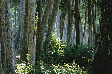 Tropical rain forest, Havelock Islands, Andaman Islands, India