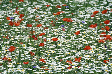 Meadow with flowers, Piano Grande, Monti Sibillini National Park, Italy