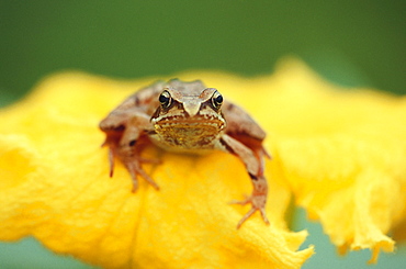 Close up of an agile frog sitting in a flower, Rana Dalmatina, Petals, Beauty in Nature, Bavaria, Germany