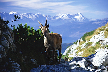 Close up of an alpine ibex, standing in front of the Zugspitze and Karwendel mountains, Bavarian Alps, Bavaria, Germany