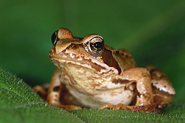 Close up of an agile frog sitting on a leaf, Rana Dalmatina, Bavaria, Germany