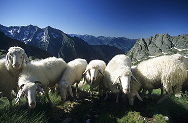 herd of sheep in Val di Mello, Bergell, Italy