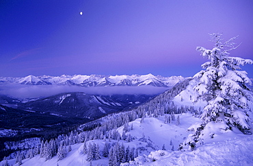 Deeply snow-covered scene with fir trees at Schildenstein with Karwendel range in background, Bavarian alps, Tegernsee, Upper Bavaria, Bavaria, Germany