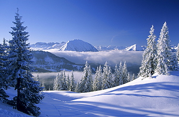 Deeply snow-covered scene with fir trees at Schildenstein with Rofan range in background, Bavarian alps, Tegernsee, Upper Bavaria, Bavaria, Germany