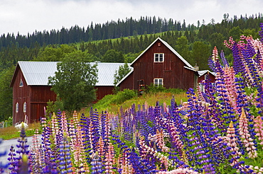 Red wooden houses with lupines in Blasjoefjellet at the Stor-Jorm, Jaemtland, northern Sweden