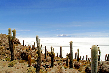 Cactuses, Cacti on Isla de los Pescadores, salt lake Salar de Uyuni, Bolivia, South America