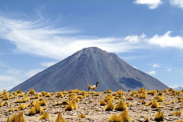 Lama in font of Lascan volcano, San Pedro de Atacama, Chile, South America