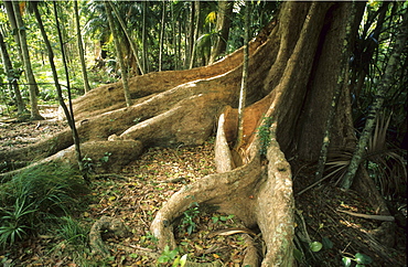 Rainforest at the base of Mt. Lidgbird, Australian