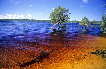 Tannin colours the waters of Lake Boomanjin brown, Fraser Island, Great Barrier Reef, Australia