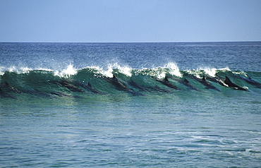 Surfing dolphins off the east coast of the island, Fraser Island, Great Barier Reef, Australia