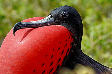 Frigate Bird on South Plaza Island with red inflated pouch, Galapagos Islands, Ecuador, South America