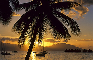 Silhouette of palm trees in the evening, Sunset over the Westcoast, Moorea in background, Tahiti, French Polynesia, south sea