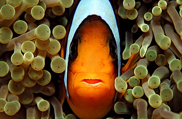 Twobar anemone fishe, Amphiprion bicinctus, Sudan, Africa, Red Sea