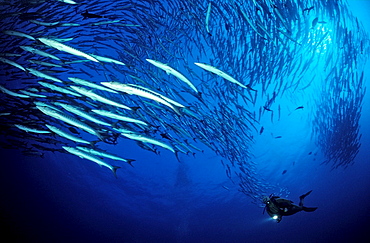 Blackfin barracuda, Sphyraena qenie, Sudan, Africa, Red Sea