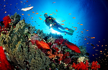 Coral grouper and scuba diver, Cephalopholis miniata, Egypt, Red Sea, St. JohnÂ¥s Reef