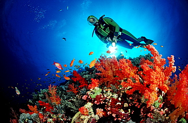 Scuba diver and Red soft corals, Acropora divaricata, Sudan, Africa, Red Sea