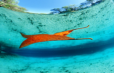 Leaf reflection, USA, Florida, FL, Crystal River