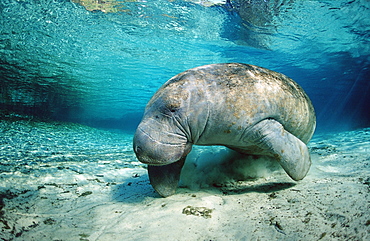 West Indian Manatee, Trichechus manatus latirostris, USA, Florida, FL, Crystal River