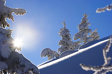 Winterscenery with spruces in the bavarian Alps, Upper Bavaria, Germany