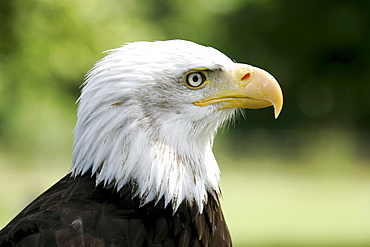 Close up of an eagle, Southern Highlands, Scotland, Great Britain, Europe