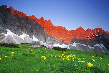 panorama of Karwendel range obove mountain lodge Falkenhuette, globeflowers in foreground, Karwendel range, Tyrol, Austria