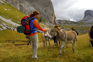 young woman with herd of donkeys, Forcella Giau, Alta Via delle Dolomiti No. 1, Dolomites, Cortina, Venezia, Italy