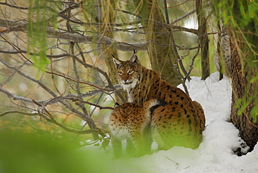 lynx, female with cub, outdoor-enclosure, Bavarian Forest National Parc, Lower Bavaria, Bavaria, Germany