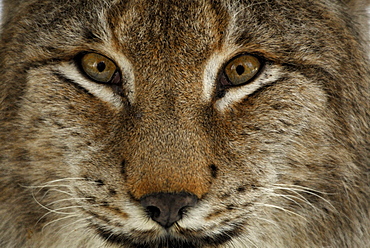 Portrait of male lynx, Lynx, Lynx lynx, outdoor-enclosure, Bavarian Forest National Park, Lower Bavaria, Bavaria, Germany