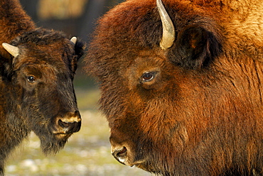 Bison, Wisent, calf looking at mother, Bison bonasus