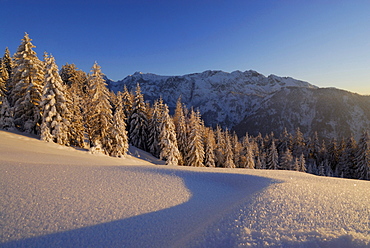 Snow-covered winter forest with hoar frost, rime ice on snow, Wilder Kaiser range in background, Zahmer Kaiser, Kaiser range, Kufstein, Tyrol, Austria