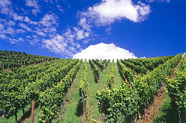 Vineyard Stettner Pulvermacher, Kerner im Remstal, Baden-Wurttemberg, Germany