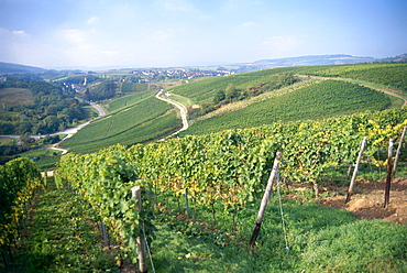 View over vineyards Dorsheimer Goldloch and Pittermannchen, Rummelsheim, Rhineland-Palatinate, Germany