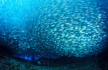 Schooling Pacific chub mackerel, Macarela estornino, Scomber japonicus, Mexico, Sea of Cortez, Baja California, La Paz