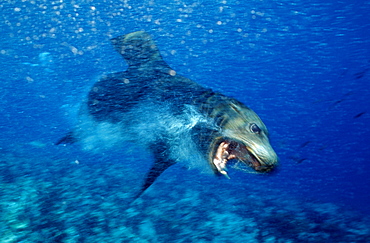 Attacking Californian Sea Lion, Zalophus californianus, Mexico, Sea of Cortez, Baja California, La Paz