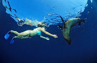 Californian Sea Lion and skin-diver, Zalophus californianus, Mexico, Sea of Cortez, Baja California, La Paz